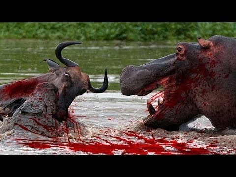 12 CRAZIEST Animal Fights Caught On Camera - Most Amazing Wild Animal Attacks