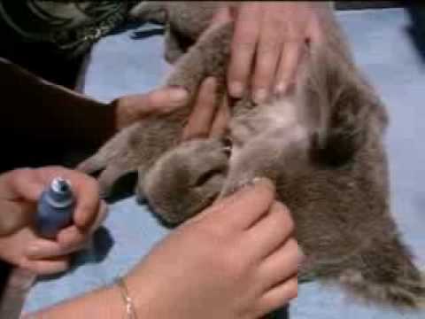 Animal rescue - orphaned baby koala bear - BBC wildlife