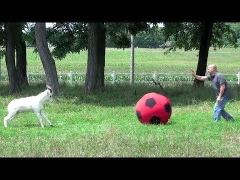 Animals Play with Balls