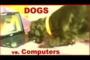 Animals Playing on iPads Compilation 2014 - pt 2 DOGS