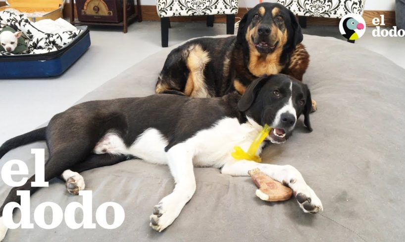 Cachorro trae caos a una casa para perros ancianos