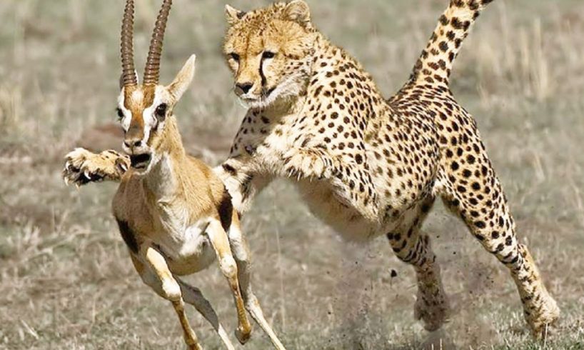 Cheetah Attacks and Kills Deer, Crocodile, Ostrich Too Fast