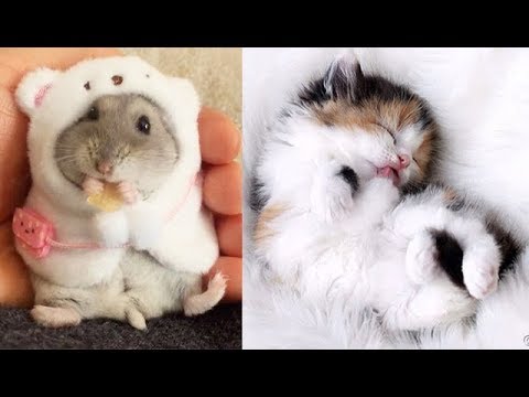 Cute And funny Pet Videos Compilation cute moment of the animals #4 - Cutest Animals 2019