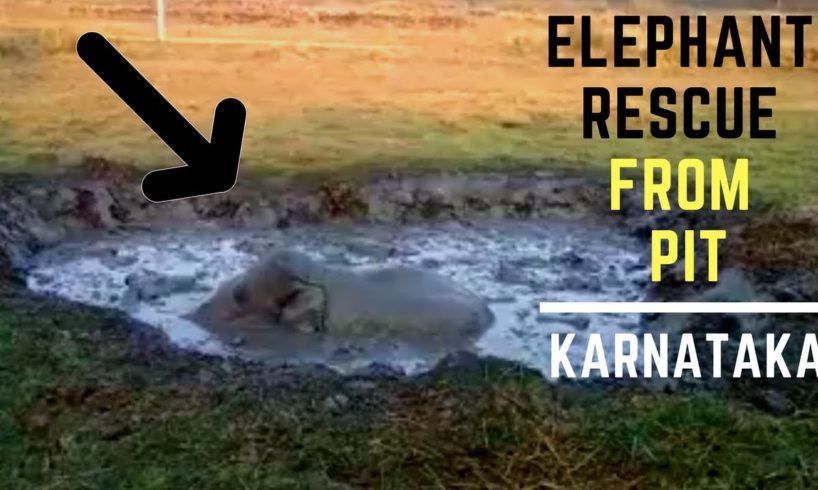 Elephant Rescue from swampy pit | KARNATAKA forest department | Animal Rescue India