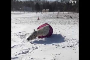 Farm Animals Playing in The Snow