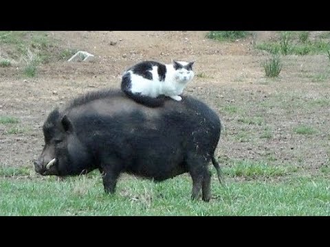 Funny FARM ANIMALS will make you LAUGH EXTREMELY HARD - Funny ANIMAL compilation
