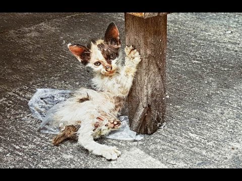 Heartbreaking Video; Injured Homeless Kitten Rescued! #2019