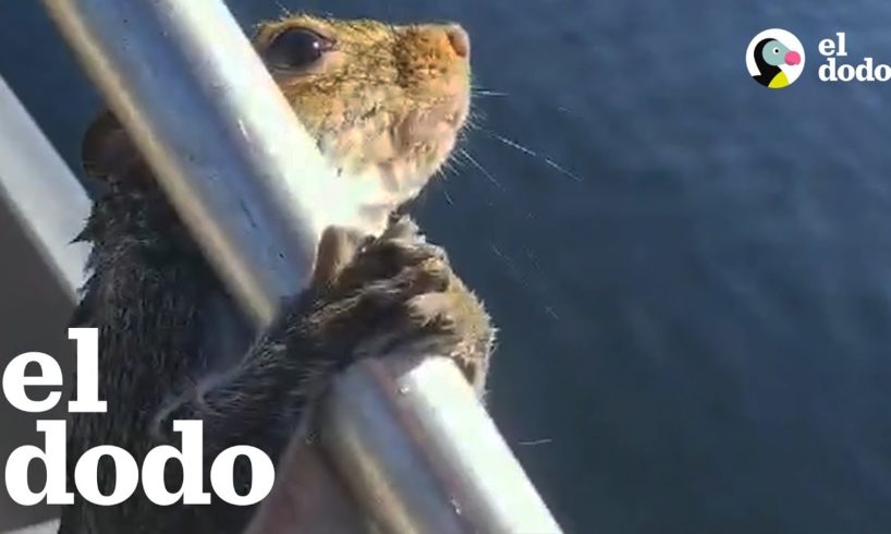 Hombre ayuda a una ardilla atrapada en un lago