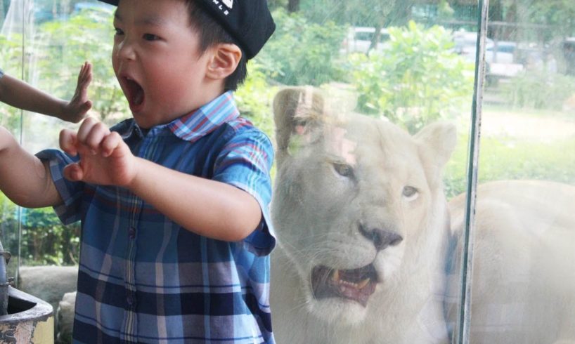 Kids play with Lion at the Zoo: Elephant swimming and cute animals