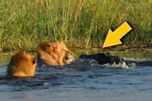 Lion VS Crocodile Great Battle - Most Amazing Moments Of Wild Animal Fight. Discovery Wild Animals