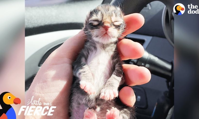 Newborn Kitten Who Was Frozen Solid Grows Up To Be Strong And Feisty | The Dodo Little But Fierce