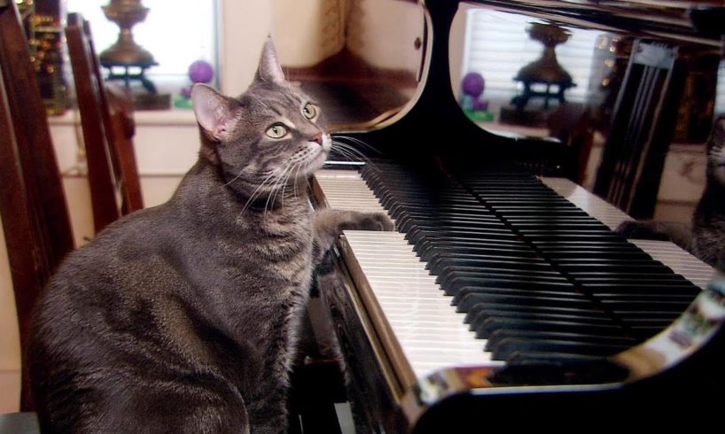 Nora The Piano Playing Cat | Extraordinary Animals | BBC Earth