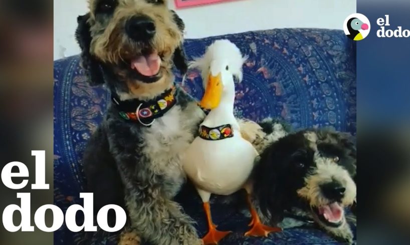 Pato salvado de una granja industrial ama a su nueva familia
