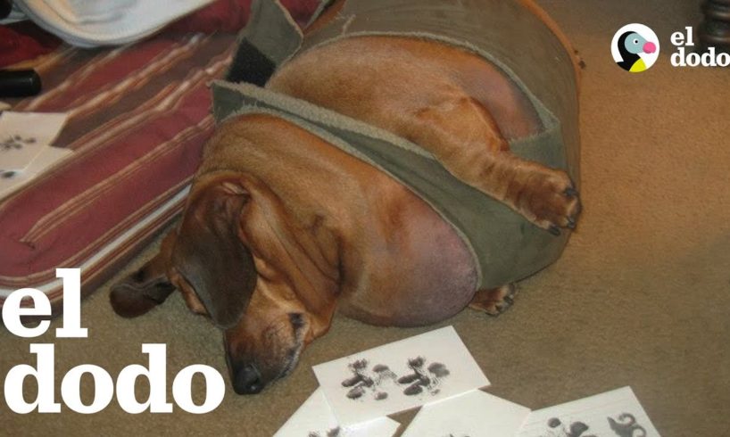 Perro salchicha obeso pierde 23 kilos