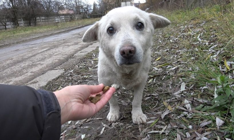 Rescue of a Scared Homeless Dog with a Broken Heart