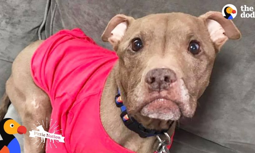 Rescued Pit Bull Has Amazing Special Ability - ALADDIN | The Dodo Pittie Nation