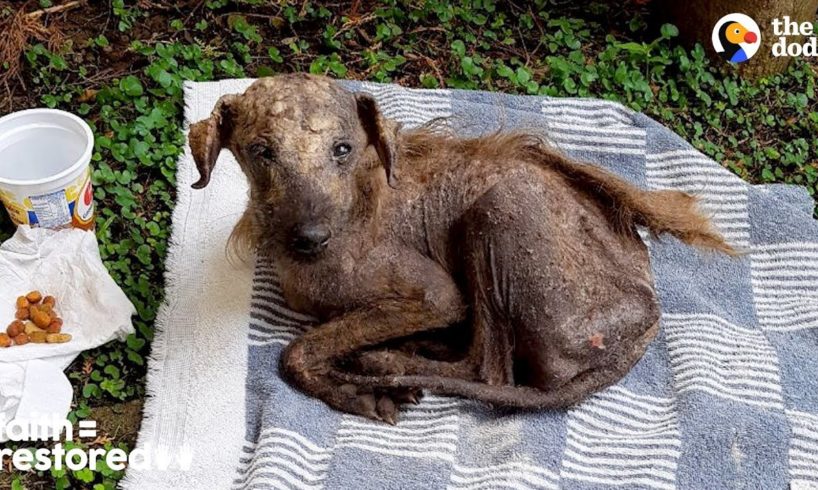 Rescued Street Dog Is Unrecognizable Now | The Dodo Faith = Restored