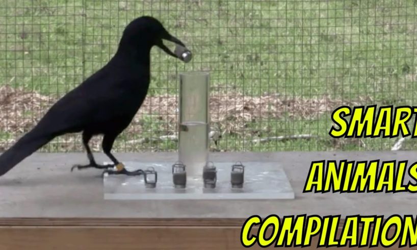 Smart Animals Compilation