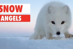 Snow Angels | Animals Playing In The Snow