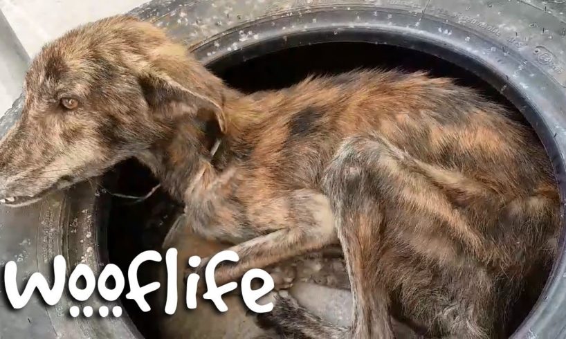 Stray Dog With Only Bones Miracle Transformation | Dog Rescue Stories