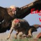 The Best Animal Fights 2016 - Eagle vs Wolf - Animal Wild Fights