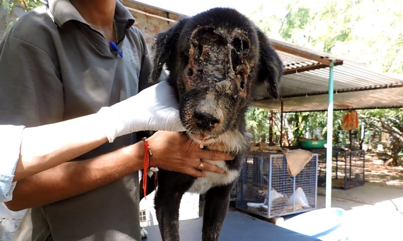 The dog who grew a new face – Kalu’s astounding recovery (graphic)