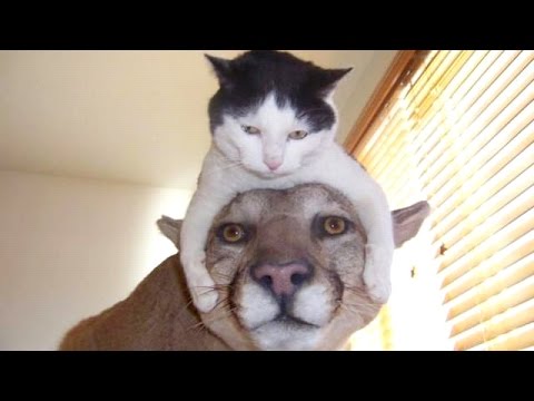 The funniest and most hilarious ANIMAL videos #1 - Funny animal compilation - Watch & laugh!