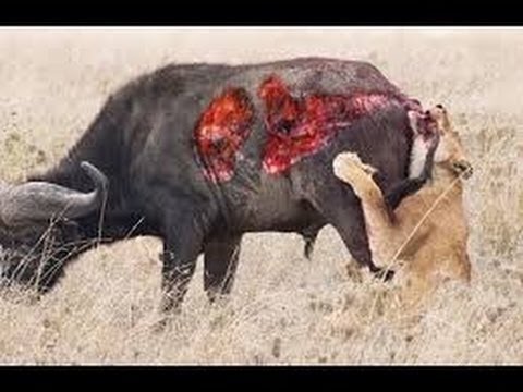 Wild Animal Attack | Dog vs Crocodile | zebra attacked by crocodile | Lion vs Cheetah | Part -2