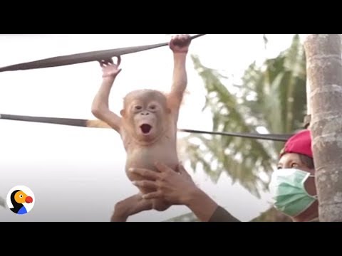 Wild Animals Rescued by INSPIRING Heroes | The Dodo Showcase