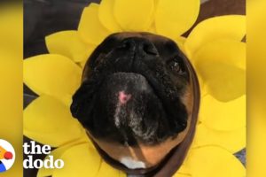 4 Reasons Why Boxer Dogs Are the Weirdest (But the Cutest) | The Dodo