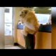 ANIMALS GO TO THE VET: Funniest REACTIONS - You'll LAUGH ALL DAY LONG