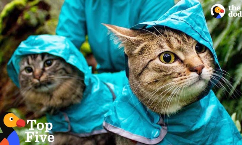 Adventure Cats Who Were Once Strays Have The Best Moms Now + Other Cat Rescues | The Dodo Top 5