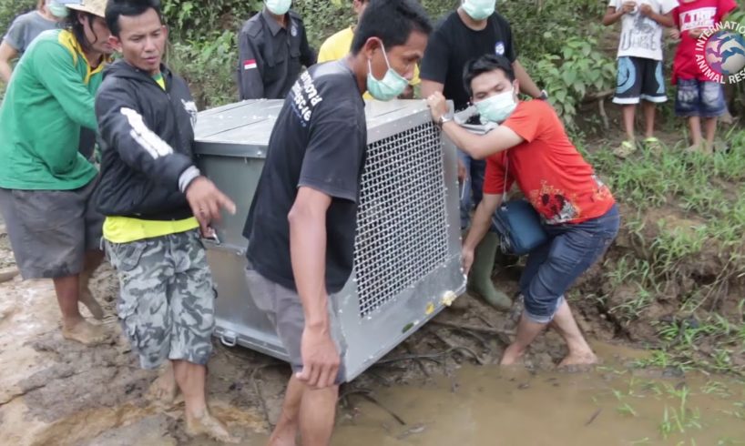 Amazing release of three orangutans by International Animal Rescue