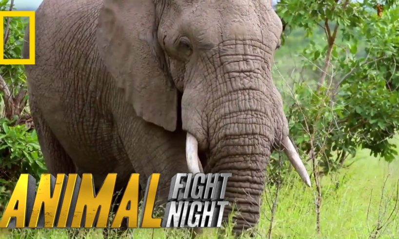 An Elephant Smack Down | Animal Fight Night