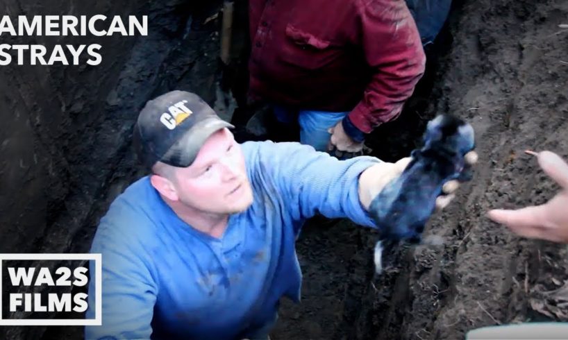 Animal Cops Detroit Rescue Tiny Puppy Deep in Pipe - Hope For Dogs | My DoDo