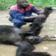 Animal Fights Gorilla vs baboon. Lion vs Tiger. Anaconda kills Hippo. Monkey attacks