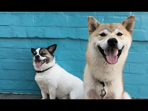 Cute And Funny Dogs And Puppies - Cutest Dogs In The World 2019 | Cute Dogs And Cats