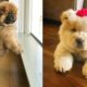 Cute Chow Chow Puppies and Dogs Video Compilation