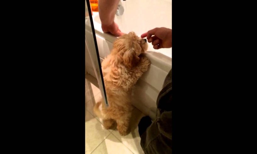 Cute Puppies Doing Funny Things: Cute Cockapoo puppy compilation!