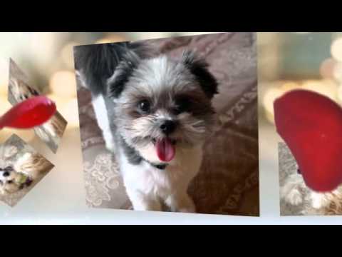 Cutest Puppies Video - Share the Love this Valentine's Day on Talent Hounds