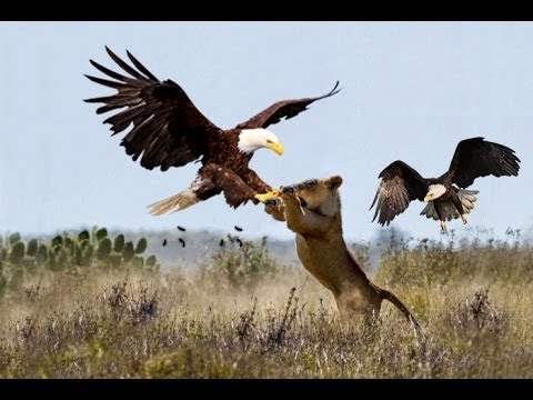 Eagle Best Attacks 2018 - Most Amazing Moments Of Wild Animal Fights! Wild Discovery Animals