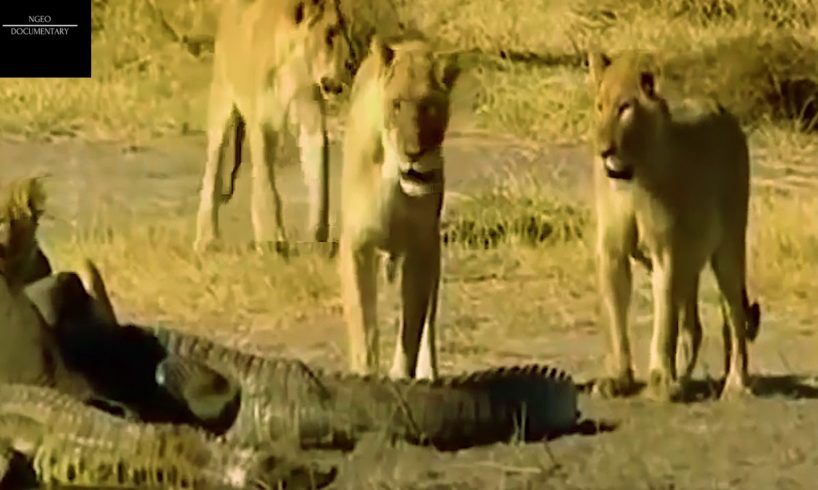 Extreme Animal Fights to The Death- Lion vs Giant Crocodile Real Fight