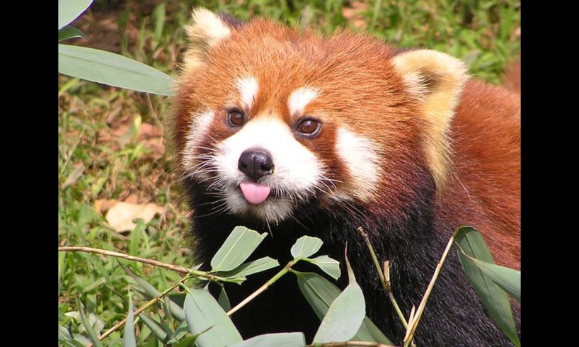 Funny red panda compilation - cute animals and pets for everybody!