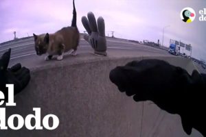 Gatita perdida en la carretera es rescatada | El Dodo