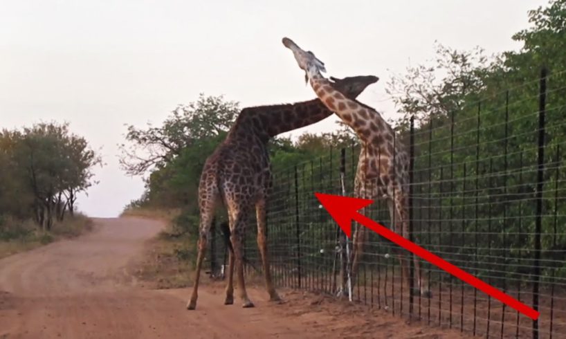 Giraffe fight over electrified fence in South Africa | Unusual African animal fights