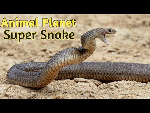 Hindi Documentary Super Snakes in Hindi