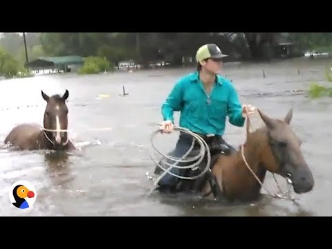 Hurricane Harvey Animal Rescue | The Dodo