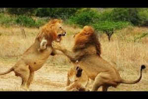 Lions Fight to Death || Top brutal animal fights