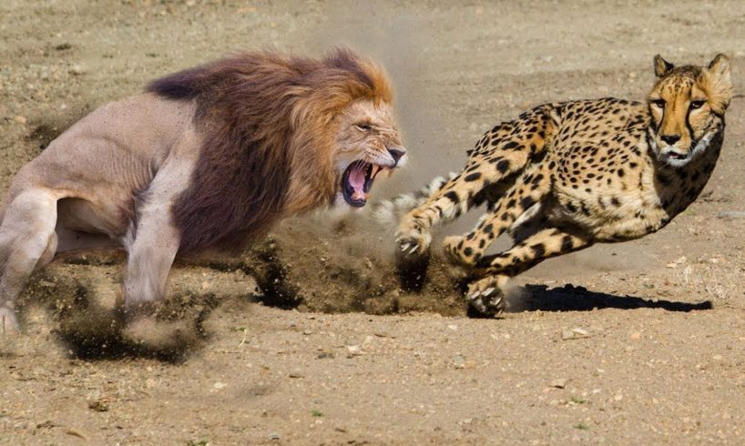 Most Amazing Wild Animal Fights | Lion vs Leopard vs Alligator vs Panther vs Cheetah