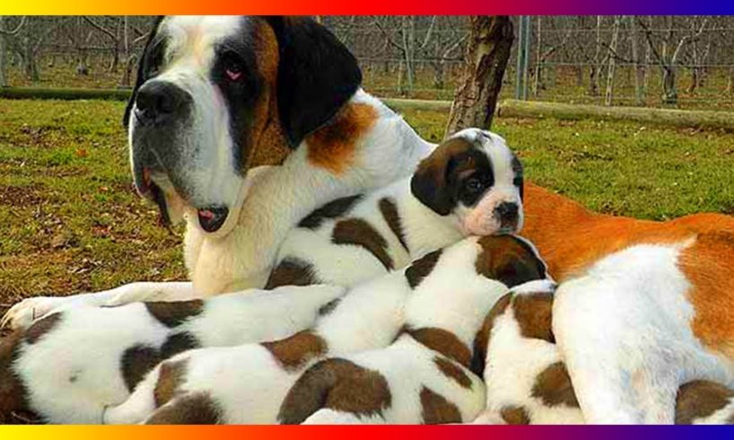 Pregnant Saint Bernards Dog Breeds Giving Birth To Many Cute Puppies